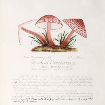 Water color illustration of three tall brownish-red mushrooms with triangular-shaped caps. The caps are white underneath, with dark purple/brown striations across the tops
