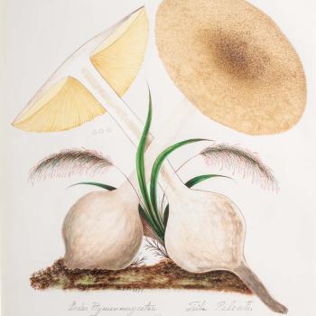 Water color illustration of two white mushrooms with a bulbous root base, tan/yellowish striped underbelly, and dusty brown/spotted round and flat cap