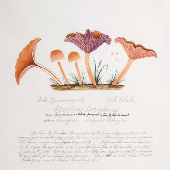 Water color illustration of 5 peach/tan-colored mushrooms in various stages of growth. Two smaller mushrooms have darker tan rounded caps, while three larger mushrooms have floral-shaped caps with a purple/pink underside
