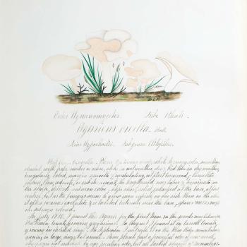 Water color illustration of five white mushrooms with assymmetrical caps in various stages of growth. Two of the larger mushrooms have light-cream-colored stripes on the underside with floral-shaped caps