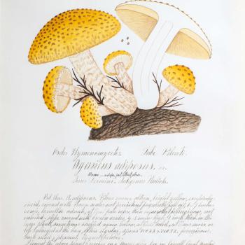Water color illustration of a cluster of 6 yellow/bown mushroom in various stages of growth. They have wide and tall beige stems with brown horizontal striping. The broad caps are deep yellow with brown spots. A bisected mushroom shows a white interior.