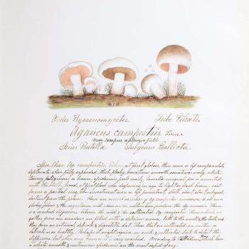 Water color illustration of 6 small white mushrooms with peach-tan striped underbellies and soft brown rounded caps 