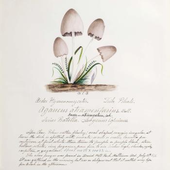 Water color illustrations of a cluster of small white mushrooms with thin stems and white bell-shaped caps that are dusty brown at the top. The underside of the caps is striped dark brown. Whispy green plants adorn the base of the mushrooms.