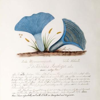 Water color illustration of two mushrooms with light blue stems and a deeper light blue floral-shaped cap 