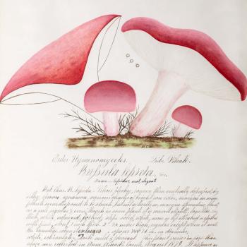 Water color illustration of four mushrooms with white stems and soft plum-colored caps in various stages of growth
