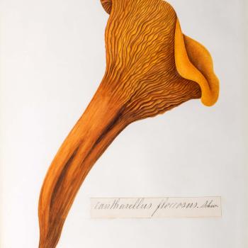 Water color illustration of a burnt yellow floral-shaped mushroom. The stem is smooth until it reaches the top of the "blossom" where it is ridged in ruffles and waves. 