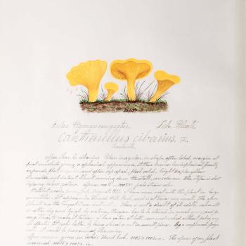 Water color illustration of four deep yellow mushrooms with assymmetical caps in various stages of growth