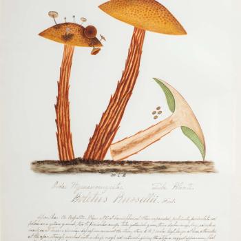 Water color illustration of three tall, yellow/brown mushrooms. The stems have vertical brown striping. The caps are dark yellow with brown spots. One has smaller mushrooms growing on the cap. One is bisected with 4 seeds and a white interior.