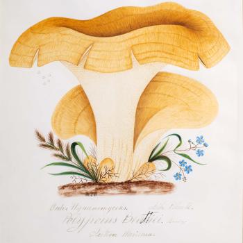 Water color illustration of two large floral-shaped mushrooms with cream colored-stems and deep yellowish-brown open caps with brown striations throughout. Small grasses and blue flowers decorate its base.