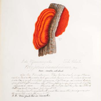 Water color illustration of a bright orange/red clam-shaped mushroom clinging to a tree branch. The mushroom has dark red striations throughout.
