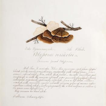Water color illustration of a cluster of mushrooms clinging to a thin branch. Their caps are brown and resemble oyster shells, they also have a creamy white underside. The stems are not visible.