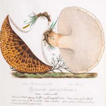 Water color illustration of two  mushrooms. The underside of the cap and stem are a beige color, and a bisection shows the stems white interior and a dark brown cap
