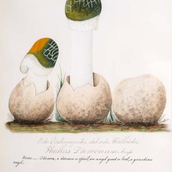 Water color illustration of three mushrooms in various stages of growth; two are sprouting from a brown/cream bulbous base, the stems are white and the small caps are greenish/yellow with a webbing pattern at the top, and white fringe at the bottom.