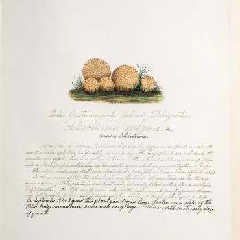 Water color illustration of a cluster of 5 circular-shaped mushrooms with cream-colored caps covered in brownish bumps/spots. The stems are not visible, making the mushrooms look like a group of pebbles. 