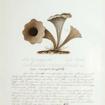 Water color illustration of a cluster of three brown/tan mushrooms with a floral-shaped stem/cap.