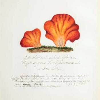 Water color illustration of 2 bright orange/red mushrooms with a symmetrical caps 