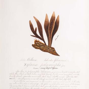 Water color illustration of long, slender deep brown mushrooms without caps attached to tree bark. The mushrooms end with a lighter brown point at the top. 