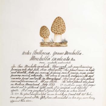 Water color illustration of two small mushrooms with thick cream-colored stems and a tortoise-shell-like brown/white pattern on the bulbous caps.
