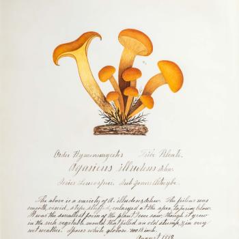 Water color illustration showing a cluster of 8 brown/orange-colored mushrooms with small round orange/brown caps in various stages of growth