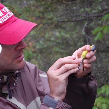 Sampling a Bird for DNA
