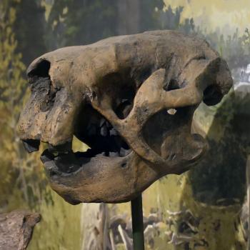 Jefferson's Ground Sloth Skull