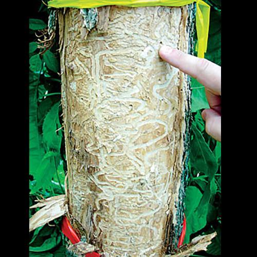 ash_damage-eab.jpg