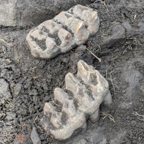 mastodontooth-teeth-sq