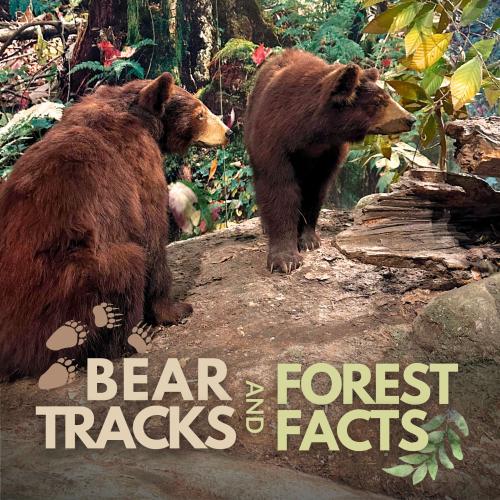 two taxidermy bears in a forest setting with title text, "Bear Tracks & Forest Facts"