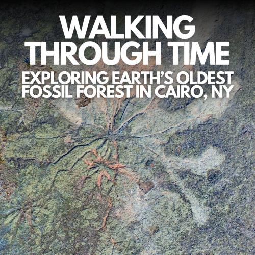 Title text over photograph of ancient tree fossils embedded in the earth