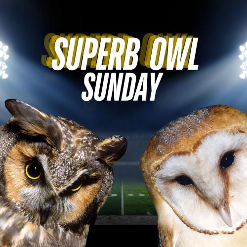 title text over photo of a great horned owl and a barn owl with a football field in the background