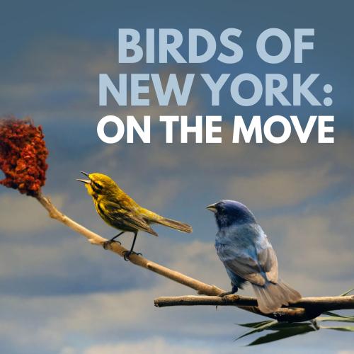 a yellow and blue bird sit on a branch with a red flower at the top, clouds and blue sky in the background