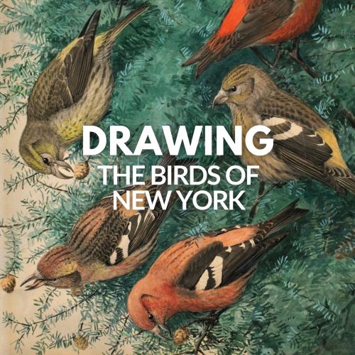 Drawing the Birds of New York title text over an illustration of 5 brown/red/yellow birds on an evergreen tree