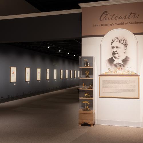 Gallery Entrance with Outcasts title wall, image of Mary Banning, wax mushrooms, and view into the gallery space