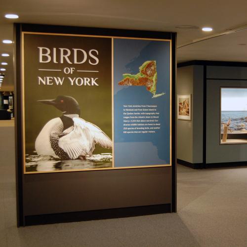 Birds of New York Gallery View
