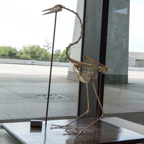 Great Blue Heron Skeleton