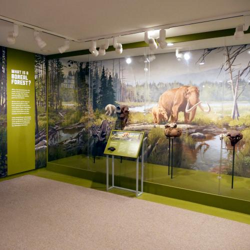 NYSM Ice Ages Boreal Forest Gallery View