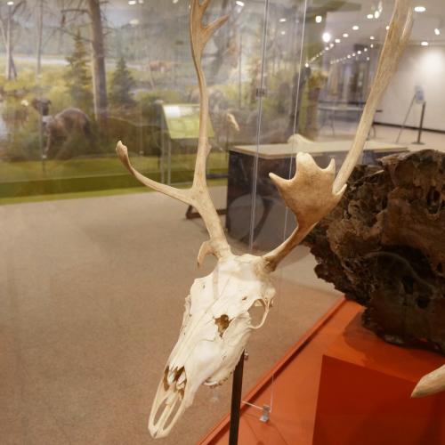 Caribou Skull (NYSM ZM 3487)