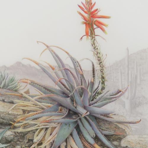 Dorothy DePaulo artwork