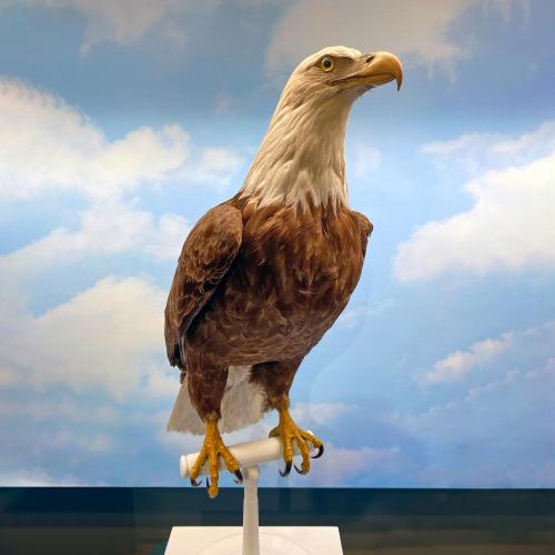 NYSM Bald Eagle