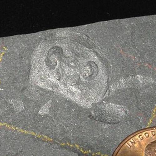 Eurypterid