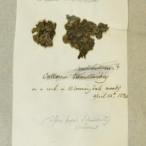 Specimen of Leptogium corticola