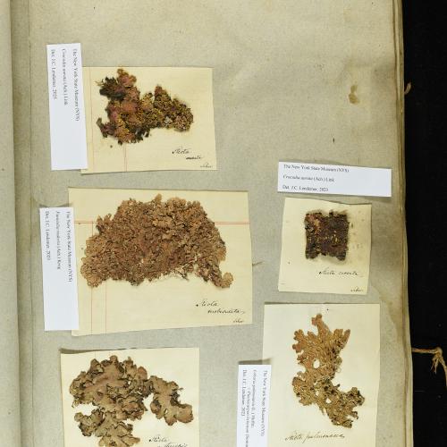 Lungwort (Lobaria pulmonaria) specimen