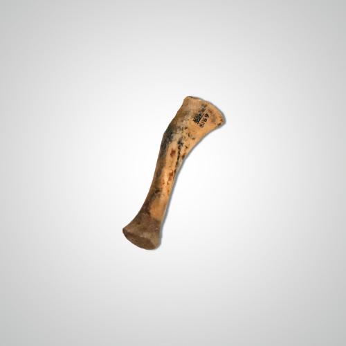 Tibia, about 13,000 years ago (NYSM VP 6)