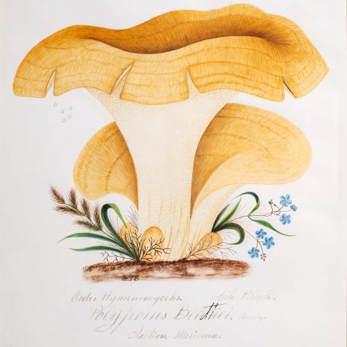 watercolor illustration of a large yellow mushroom