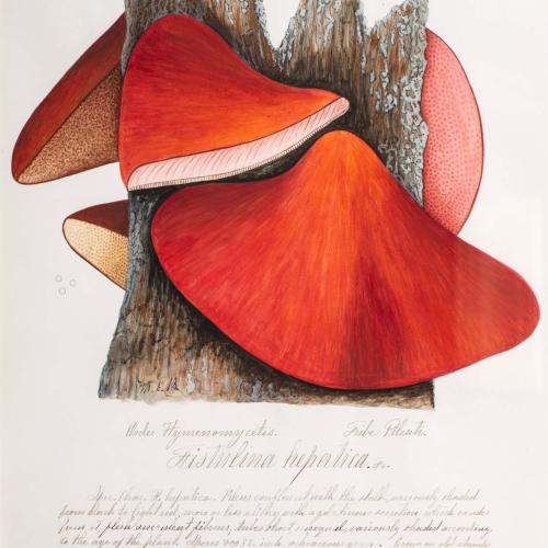 water color illustration of a group of red mushrooms clinging to wood bark