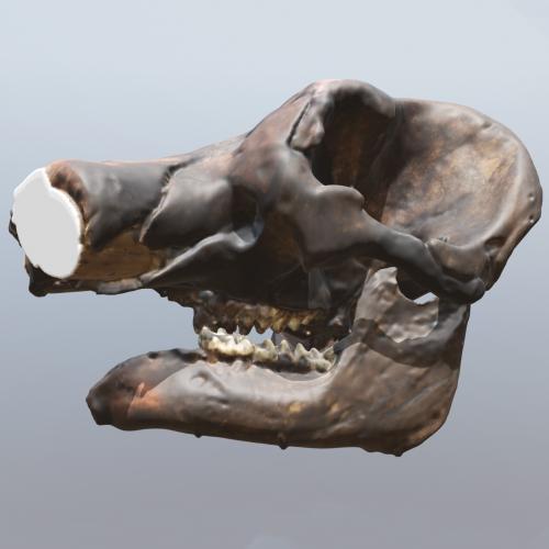 3D Model of Cohoes Mastodon Skull