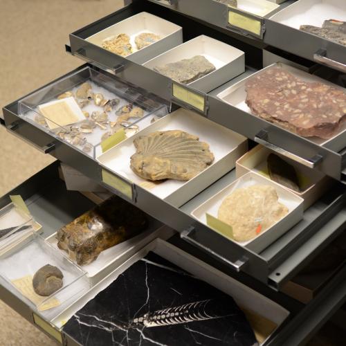 Invertebrate Paleontology Collection