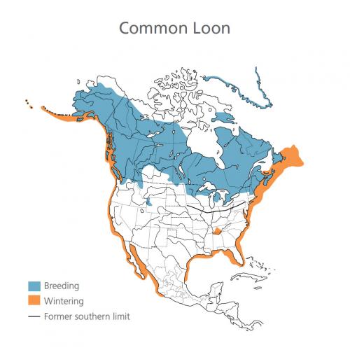 Common Loon Migration Map