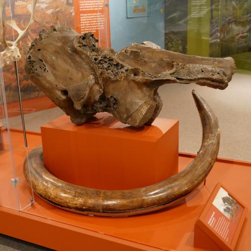 Columbian Mammoth Skull & Tusk (NYSM VP 95)