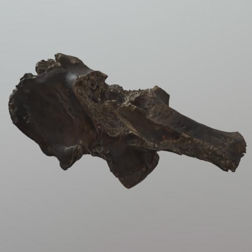 Scan of Randolph Mammoth Skull